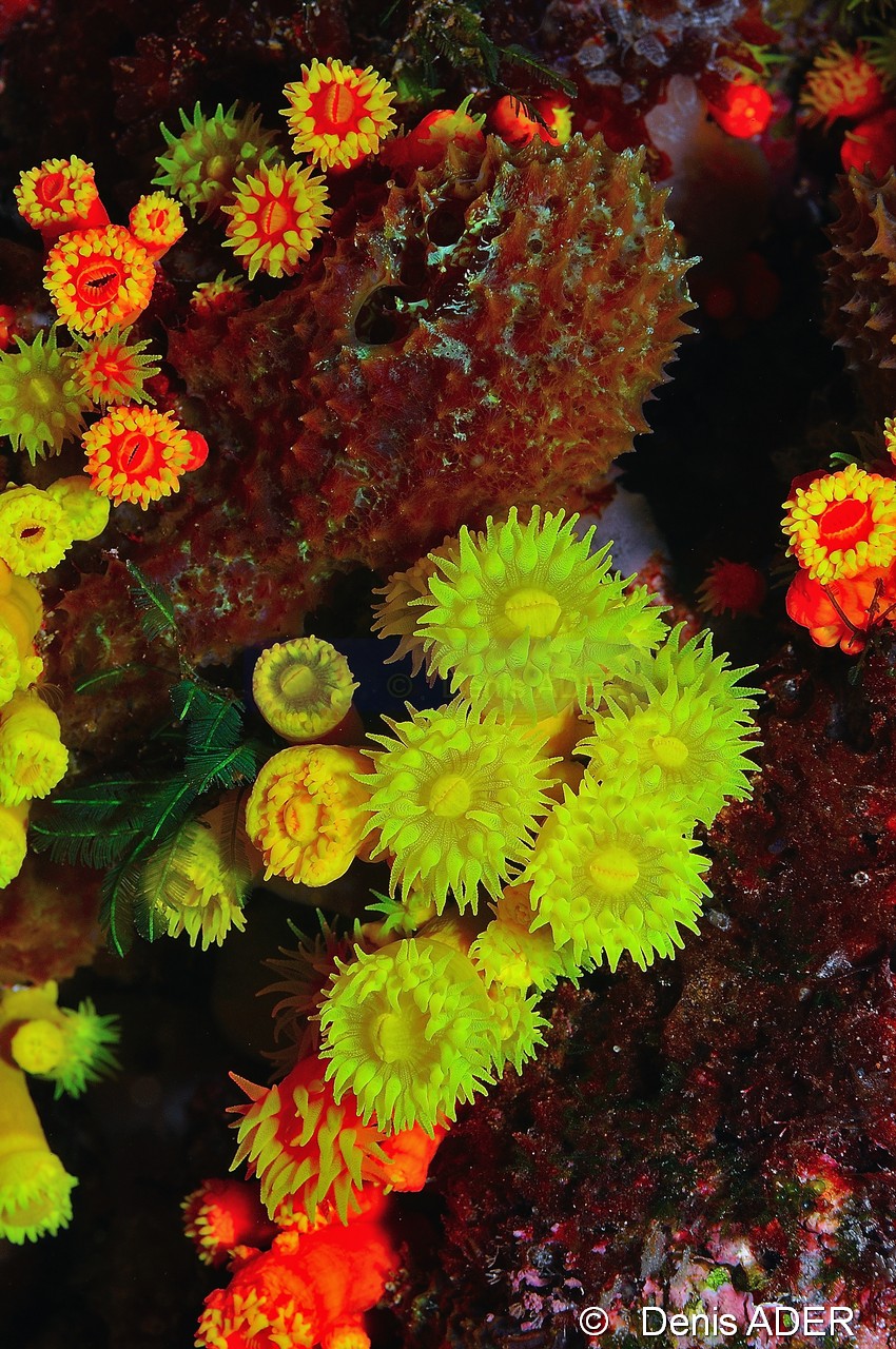 cf Leptopsammia pruvoti Tubastraea cf coccinea aurea Tubastraea doree Cap Vert Pointe du Phare-5m-20150408-Denis-ADER-DSC_9824_tn.jpg